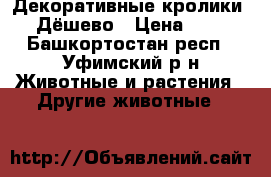 Декоративные кролики. Дёшево › Цена ­ 1 - Башкортостан респ., Уфимский р-н Животные и растения » Другие животные   